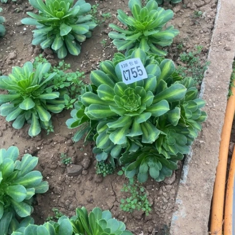 755琉璃翡翠不包断枝