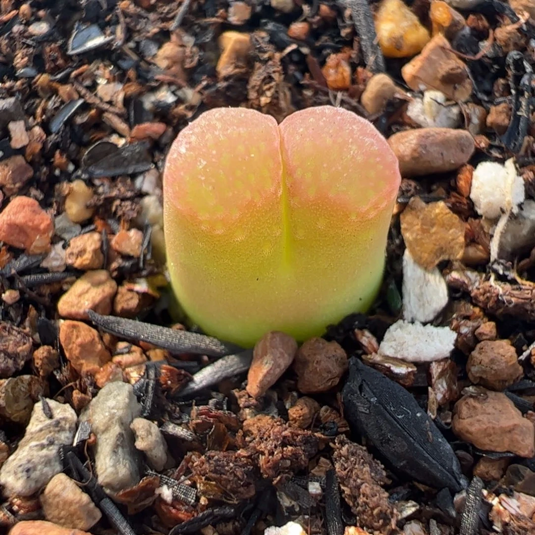 663多肉植物百科