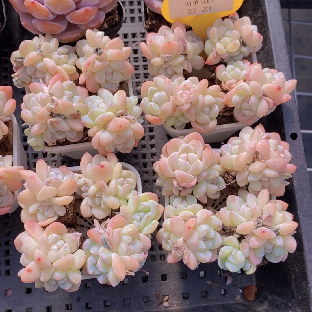 22-23-M奶油樱花冰玉群四个