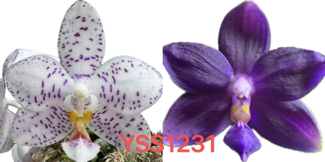 Yss1231 1.7寸 苗株 蝴蝶兰 少根 鲜花绿植