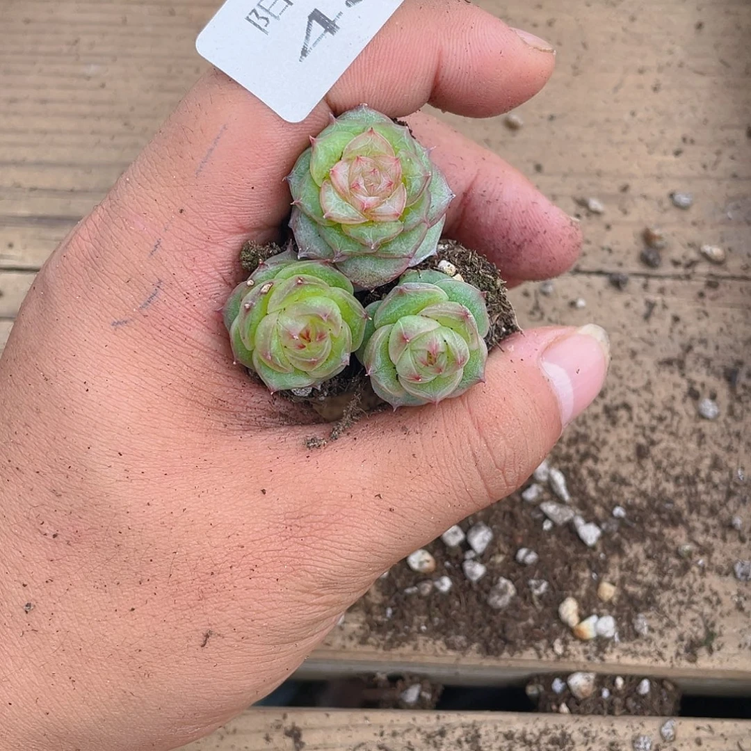 多肉植物多肉植物486