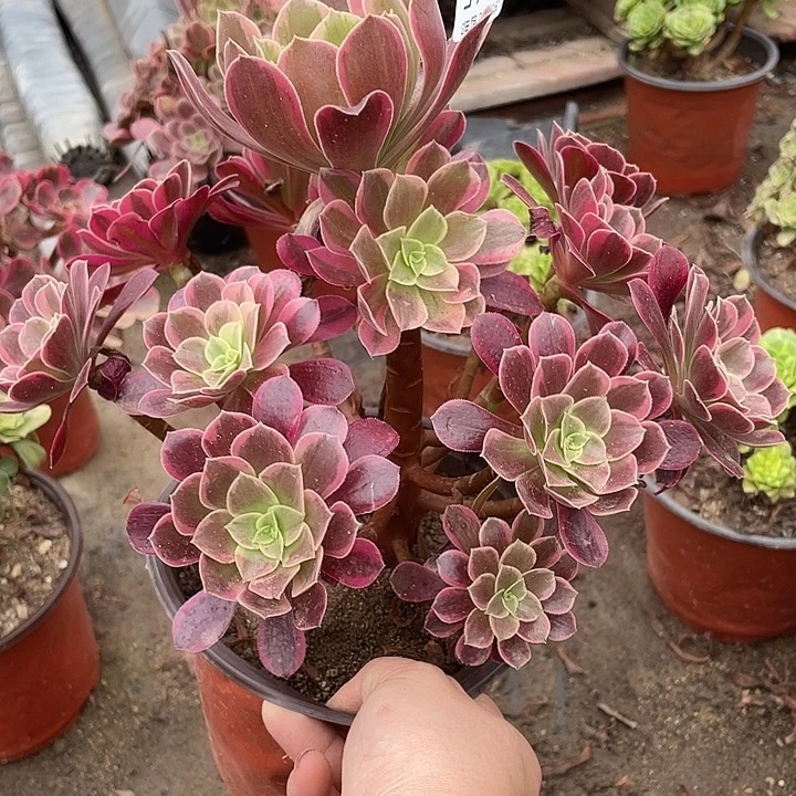 65金丝雀多肉植物法师
