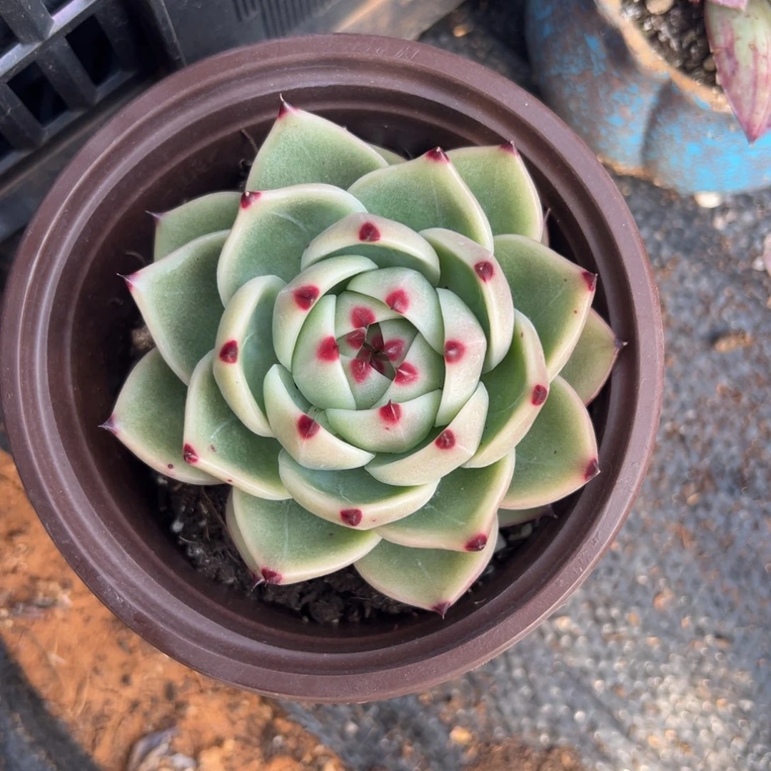 多肉单头蓝龙【非偏远满18包邮】