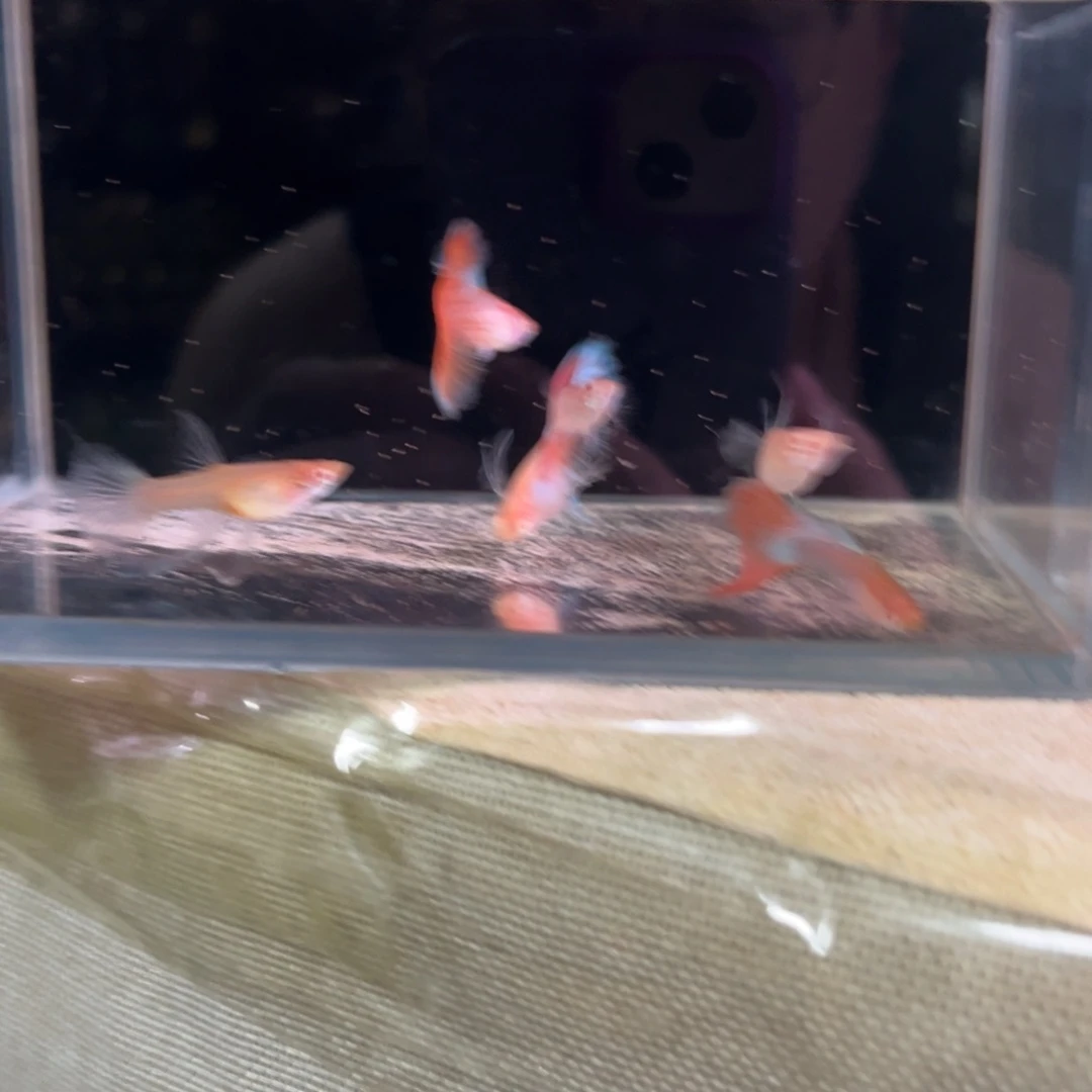 孔雀鱼跑红缎带3对50