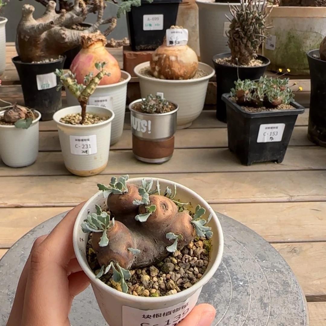 139熔岩格加不带盆