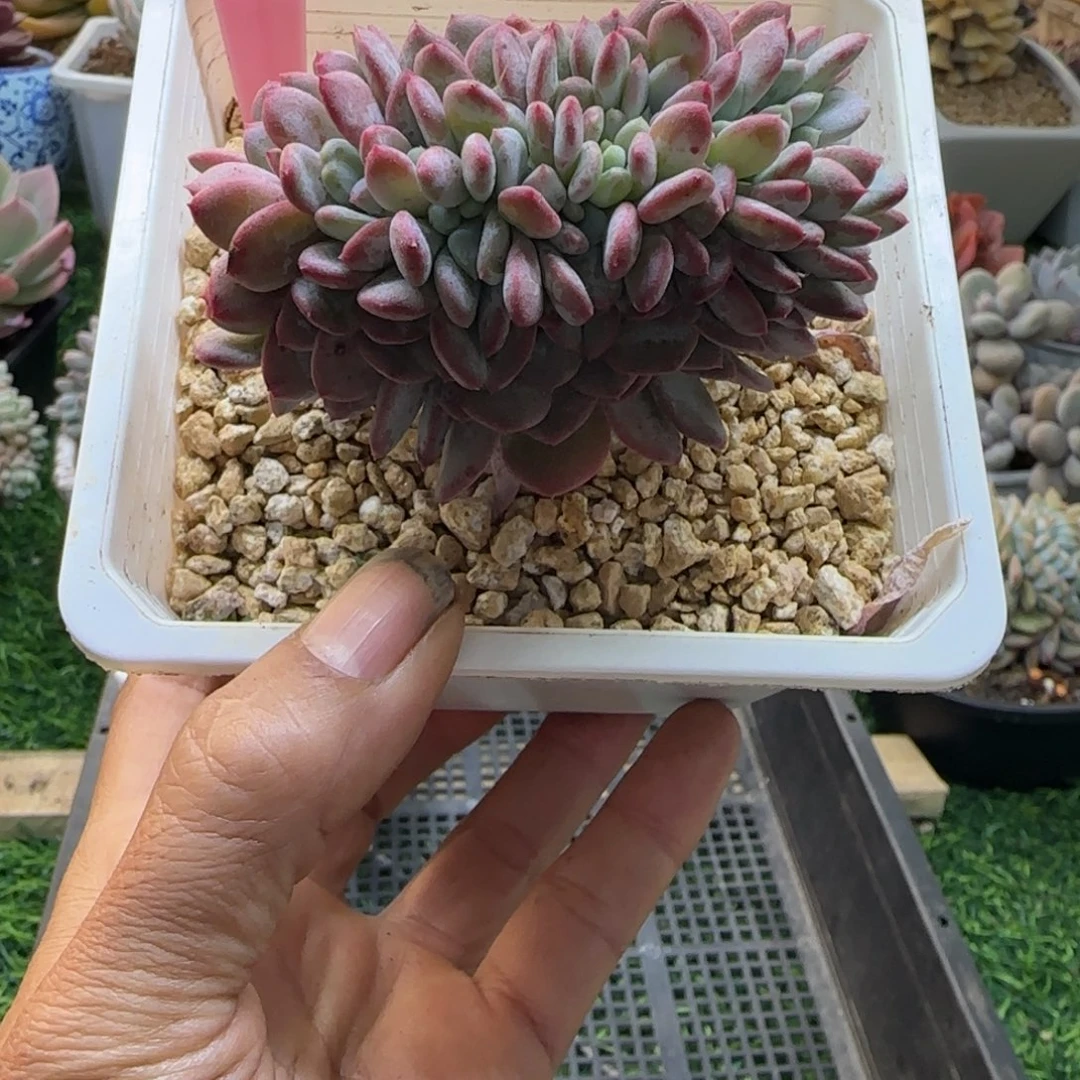 锦安精品多肉植物293