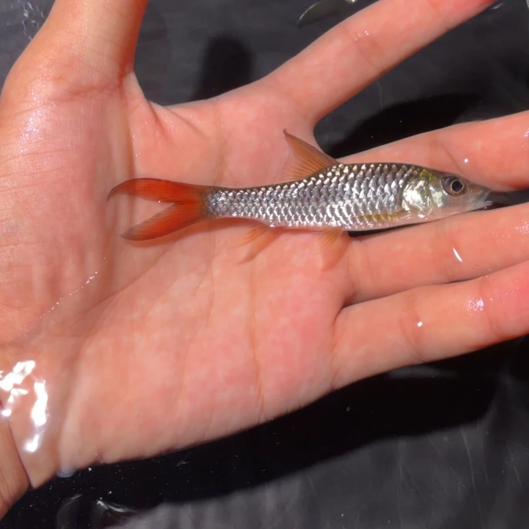 吉罗鱼盈江结鱼 缅甸野生鱼