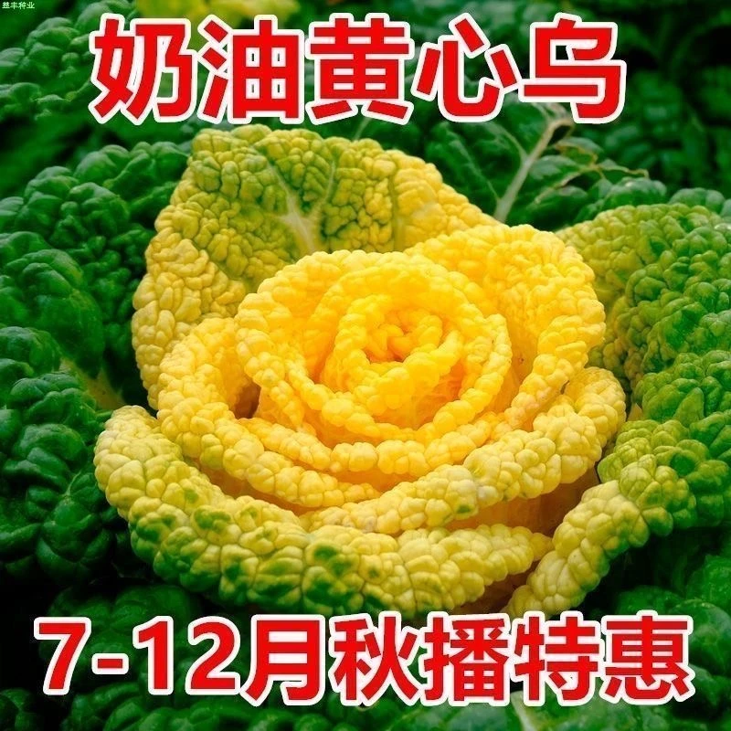黄心乌菜乌塌菜种子四季白菜冬天青菜蔬菜子黑菜秋冬季菜籽盆栽