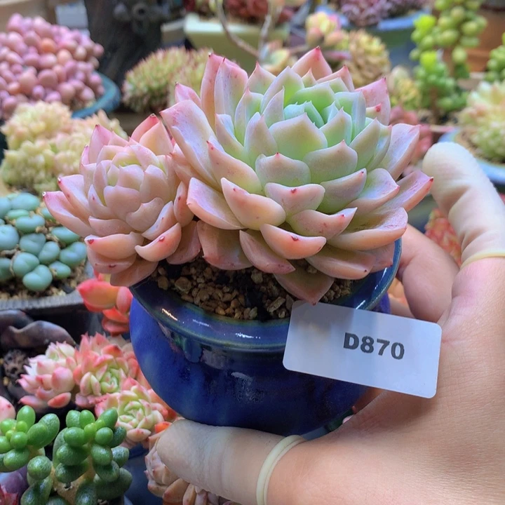 一物一拍含盆土满38包邮D870