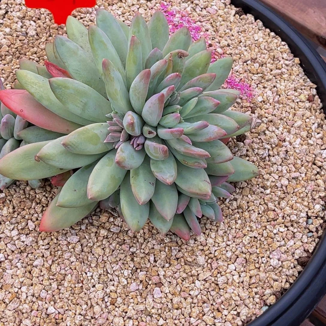 2517号上午多肉植物群生多肉植物