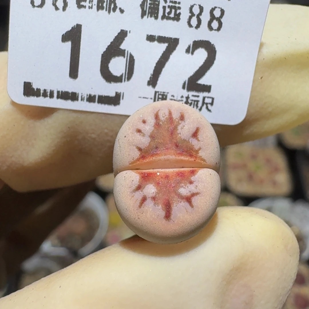 Ssss精品生石花1672