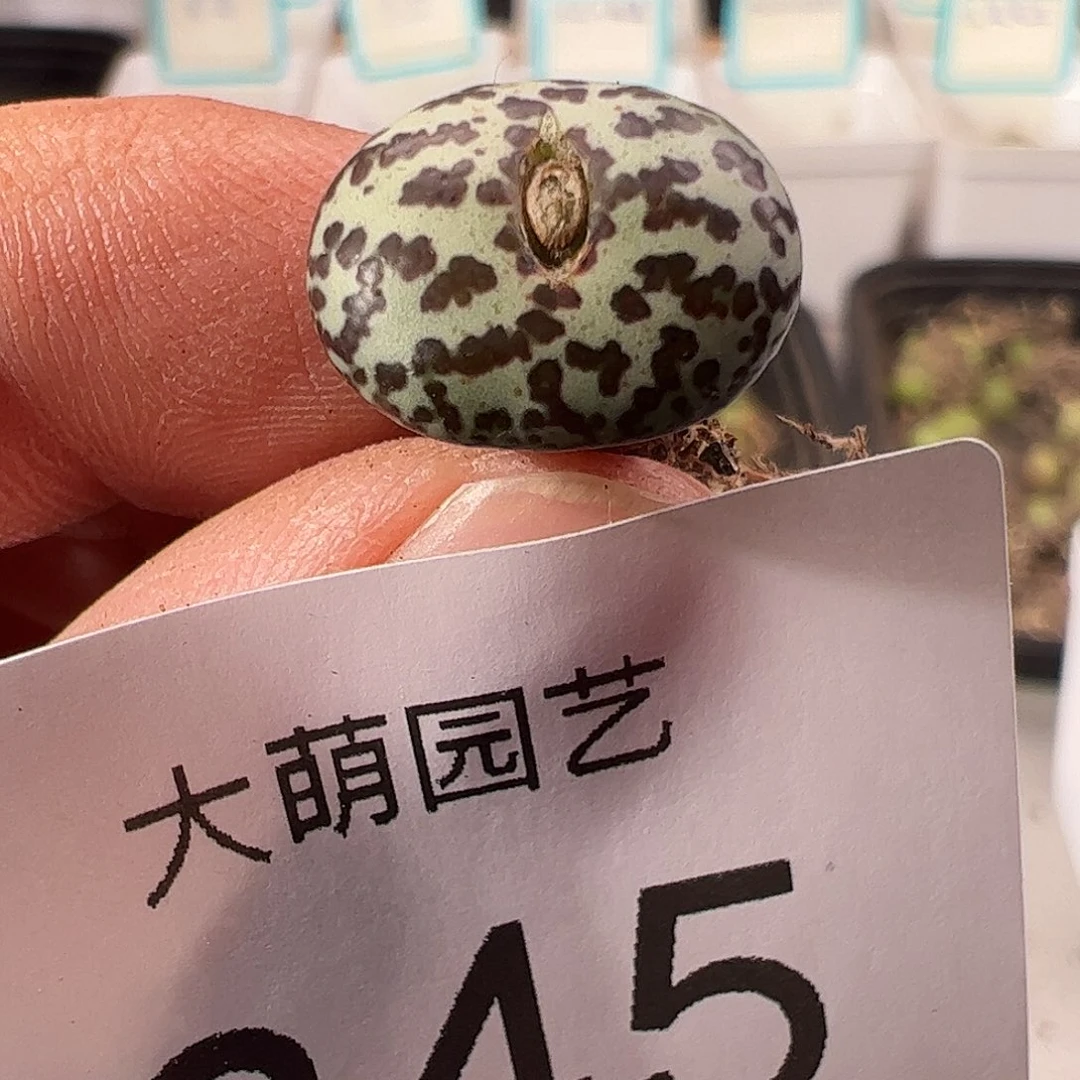 0000345 一物一拍……