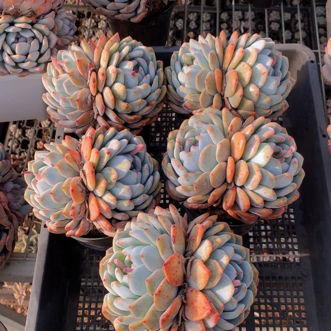 双头橙子5个带盆发货