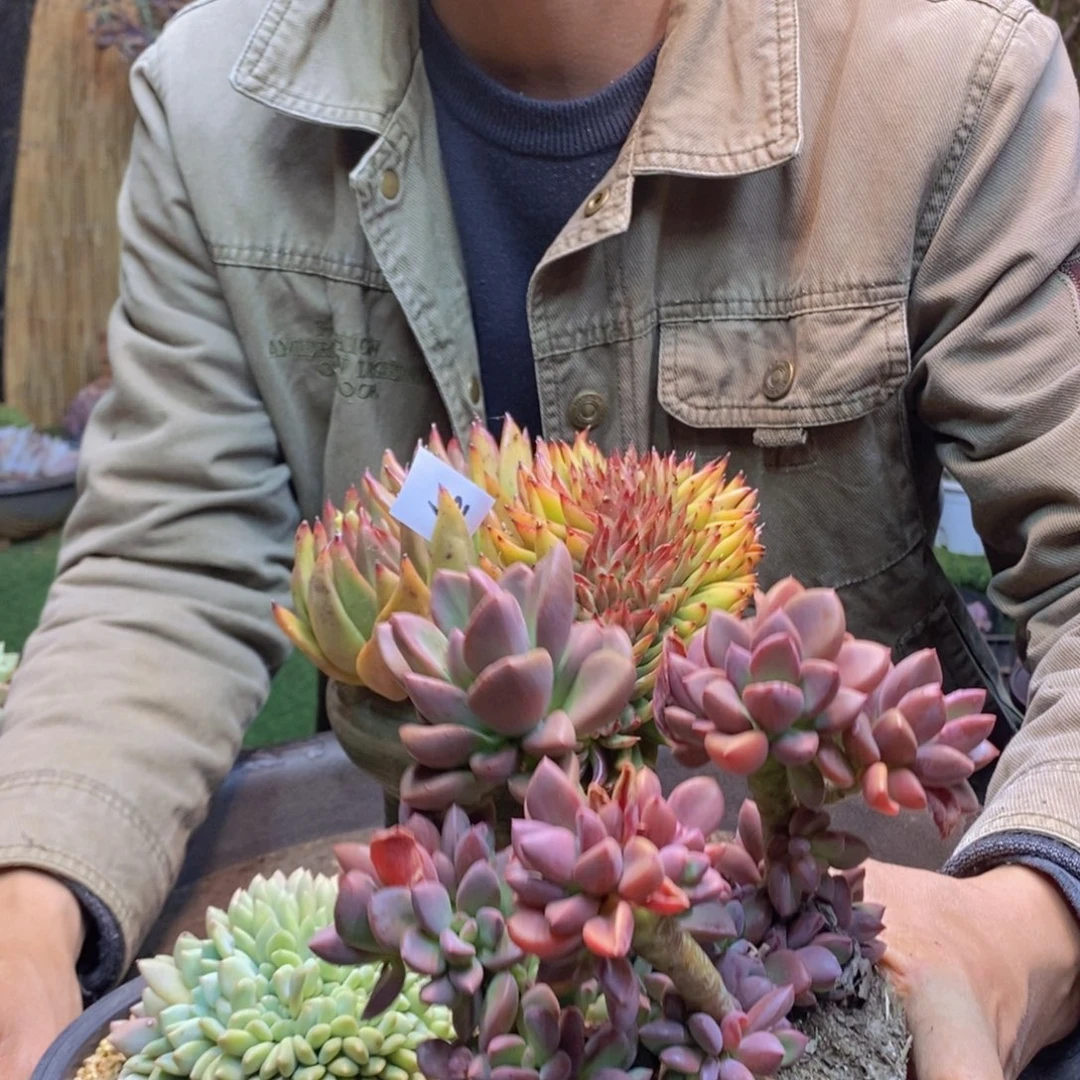 隔**庄215号紫心多肉