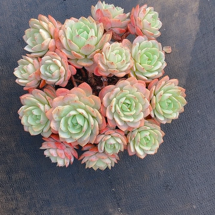 谢谢你的支持0000058