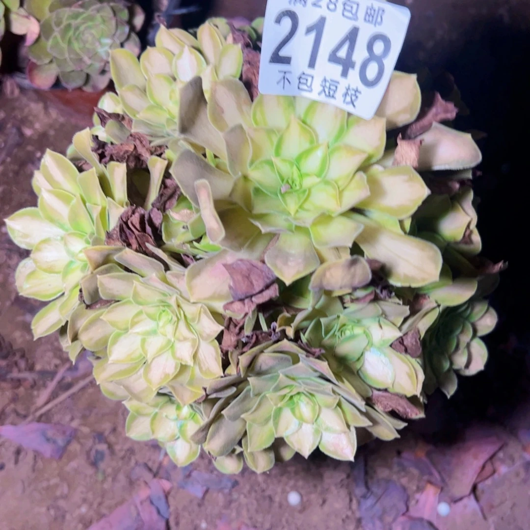 韶华多肉植物法师2148