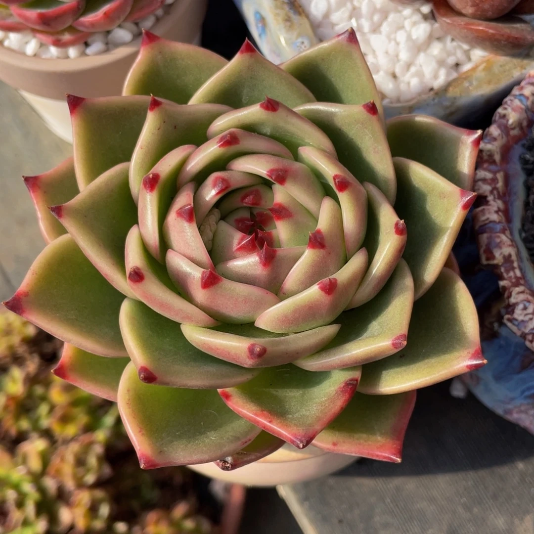 多肉植物盆栽多肉22