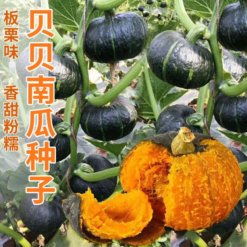27新疆包邮【贝贝南瓜种子】贝贝板栗味南瓜软糯香甜迷你小南瓜种籽