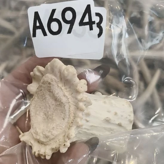 永***弃鹿角鹿角鹿角鹿角鹿角鹿角