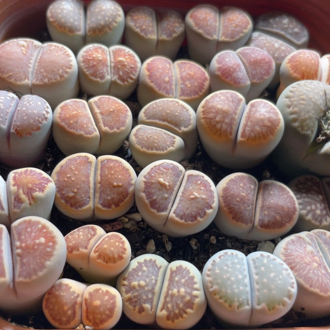 大盆特价一物一拍～33