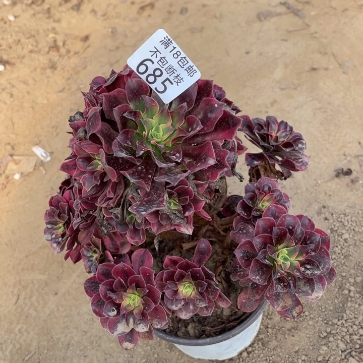 385美杜莎妖桩1号棚