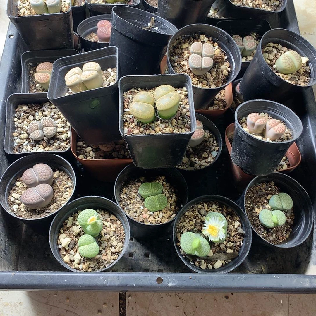 不*生K263多肉植物保护研究所