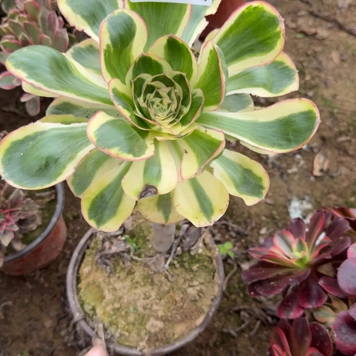 95二号棚燕姿多肉植物C