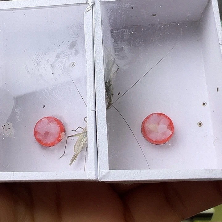 用***2蟋蟀哈哈哈哈哈哈哈哈哈哈哈