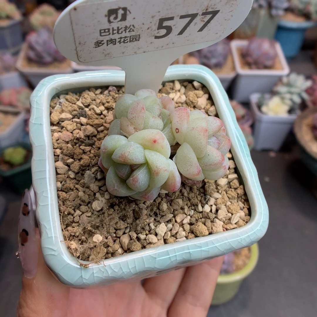 577四头冰玉多肉植物