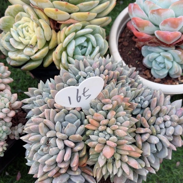 165胖美人缀平平安安健健康康