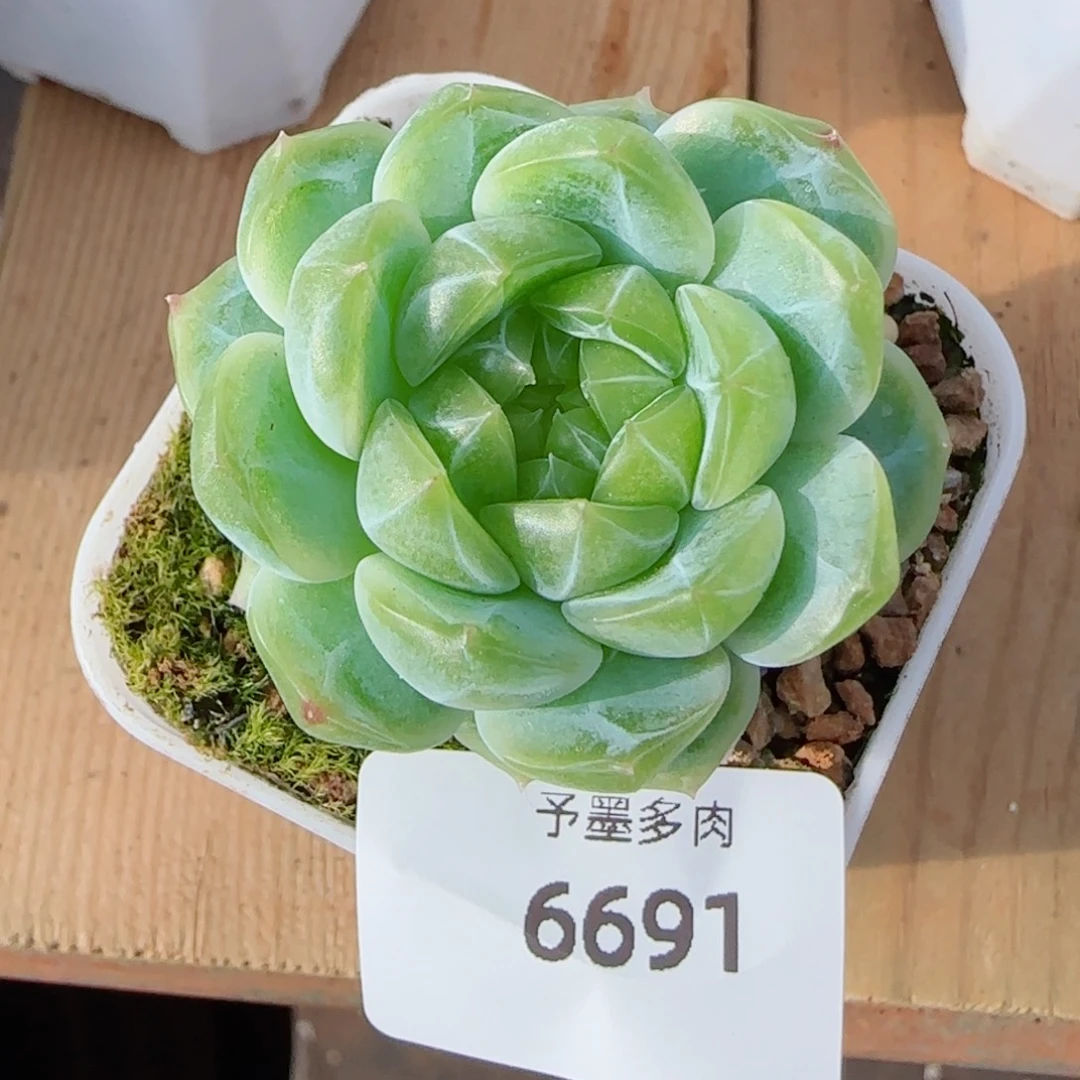泼天富贵，66691多肉植物