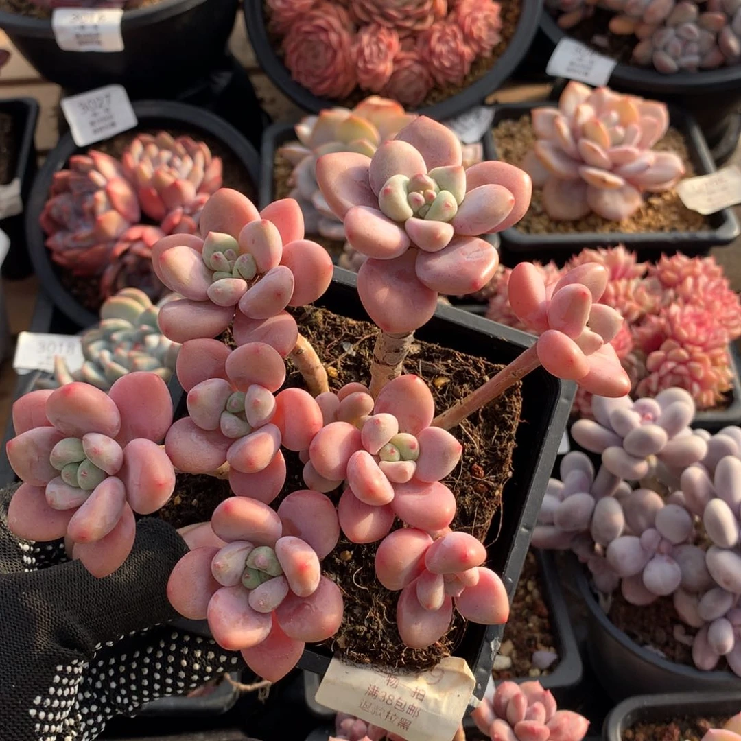 14厘米九头香水洛神2749