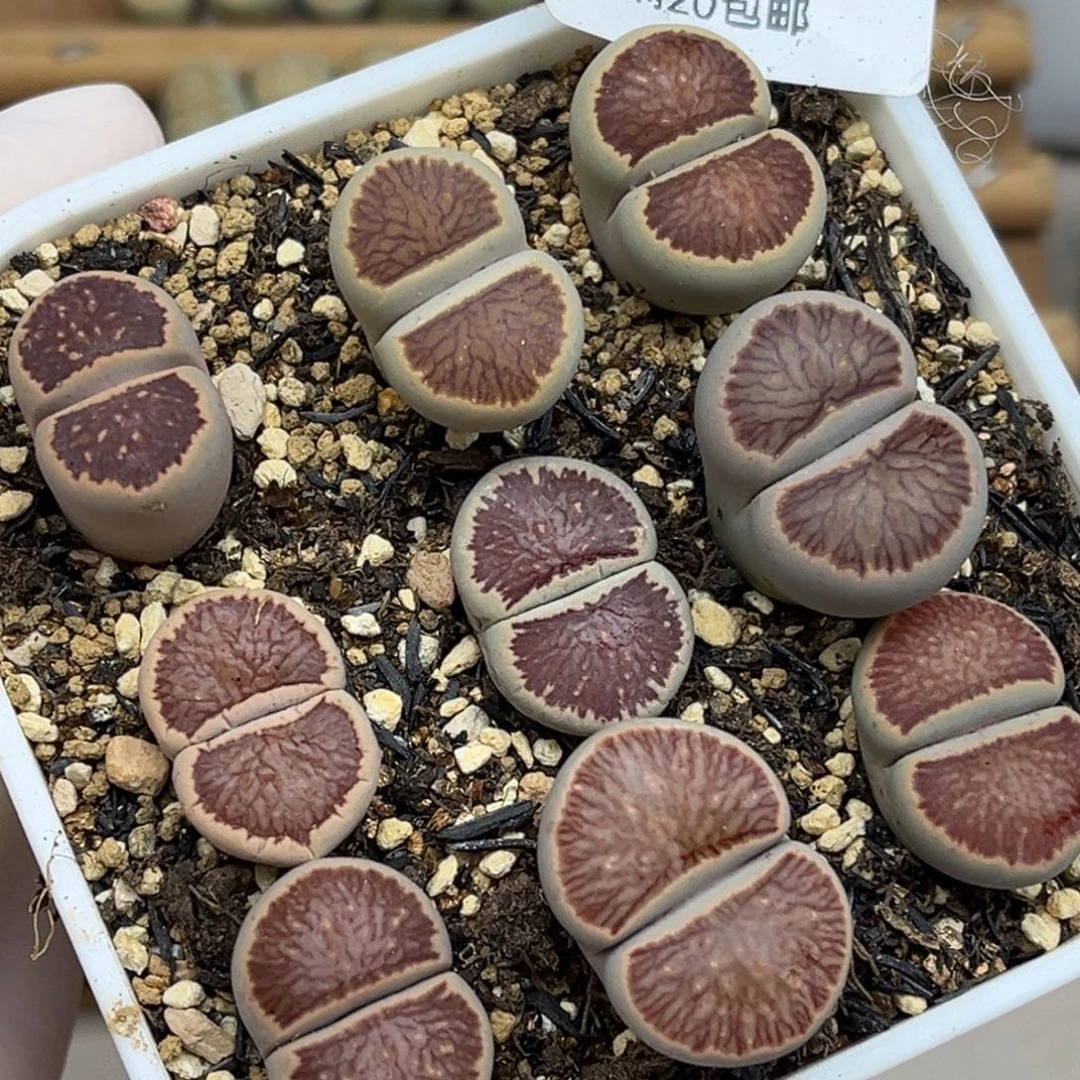 1967号带盆土美菊发货