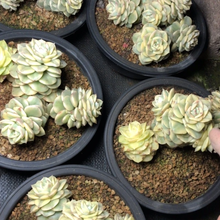 54///////////////////