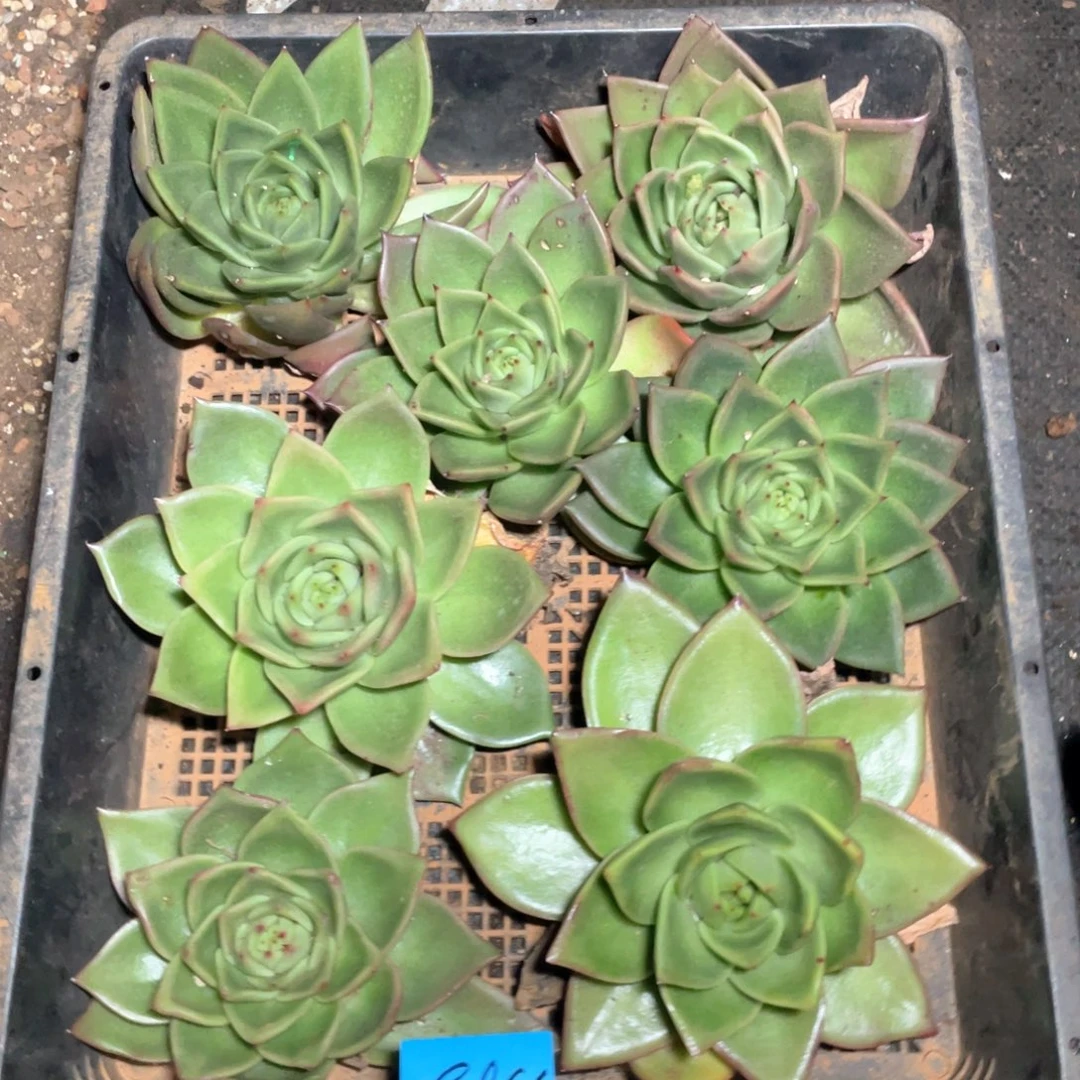 一筐特价福利不售后多肉2956