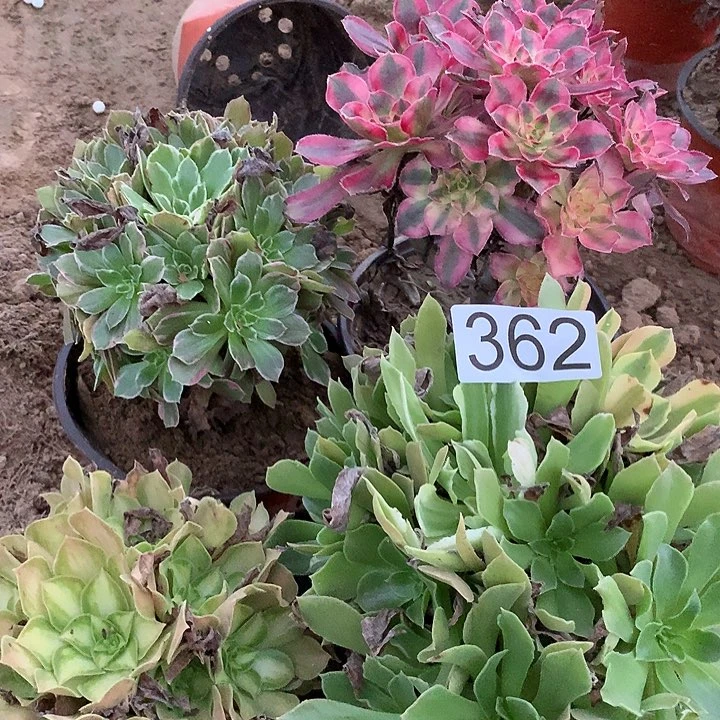 无花朵362四颗多肉植物组合