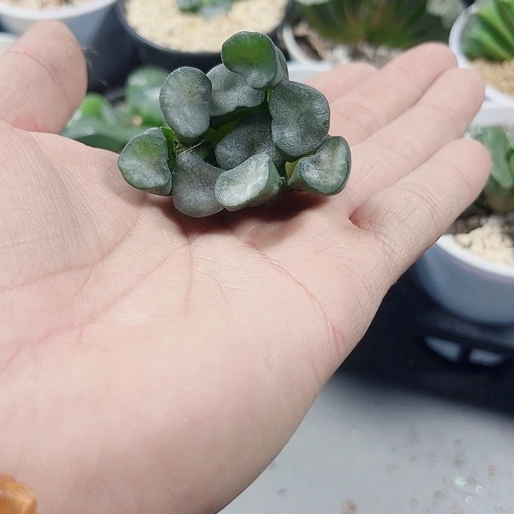 特价空门新手好养