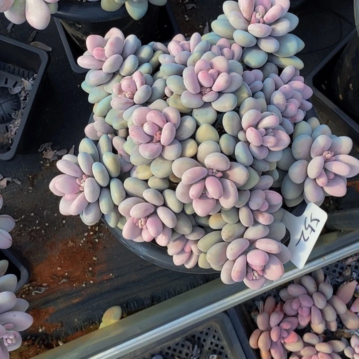 552桃蛋肉肉肉肉肉