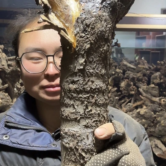 香榧木老****装火琉璃的毛料摆件