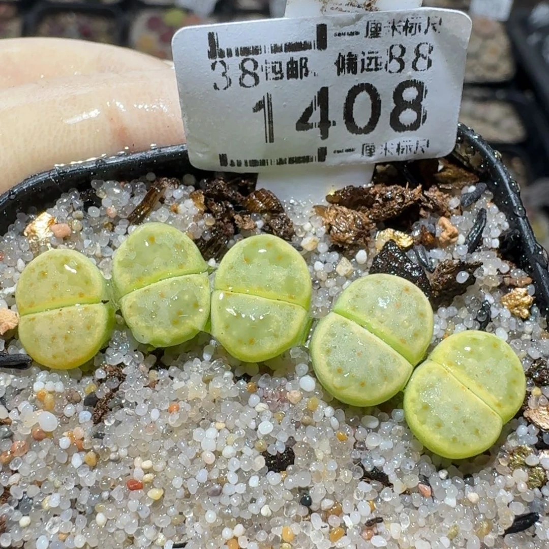 zz生石花肉锥1408