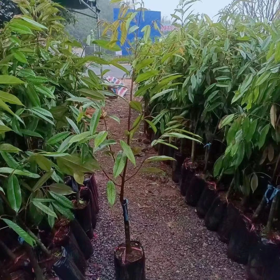 金枕榴莲树果苗南北方四季种植广西嫁接猫山王大果树盆栽当年结果