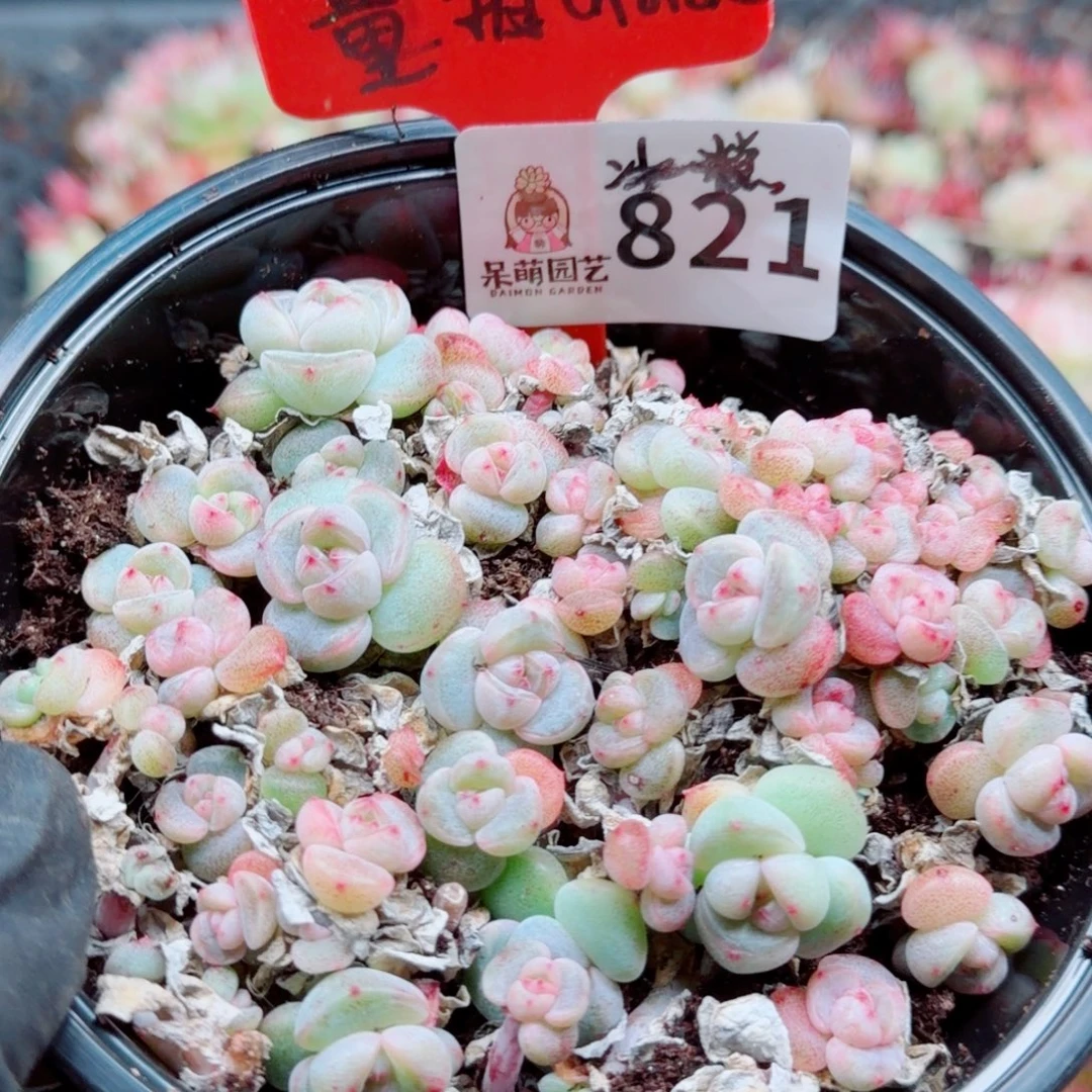 多肉植物多肉植物