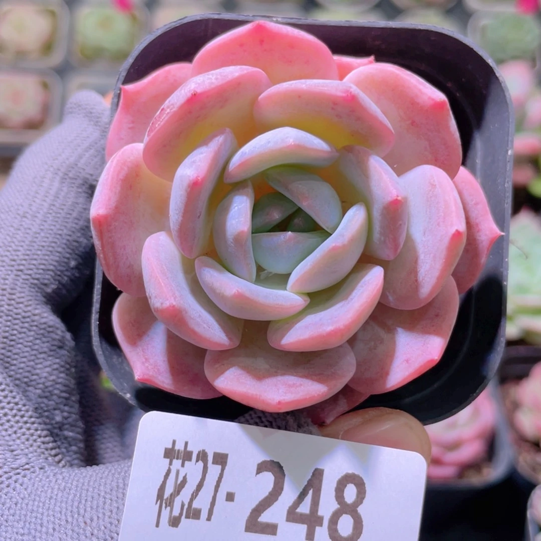 花利美27-248紫皇后