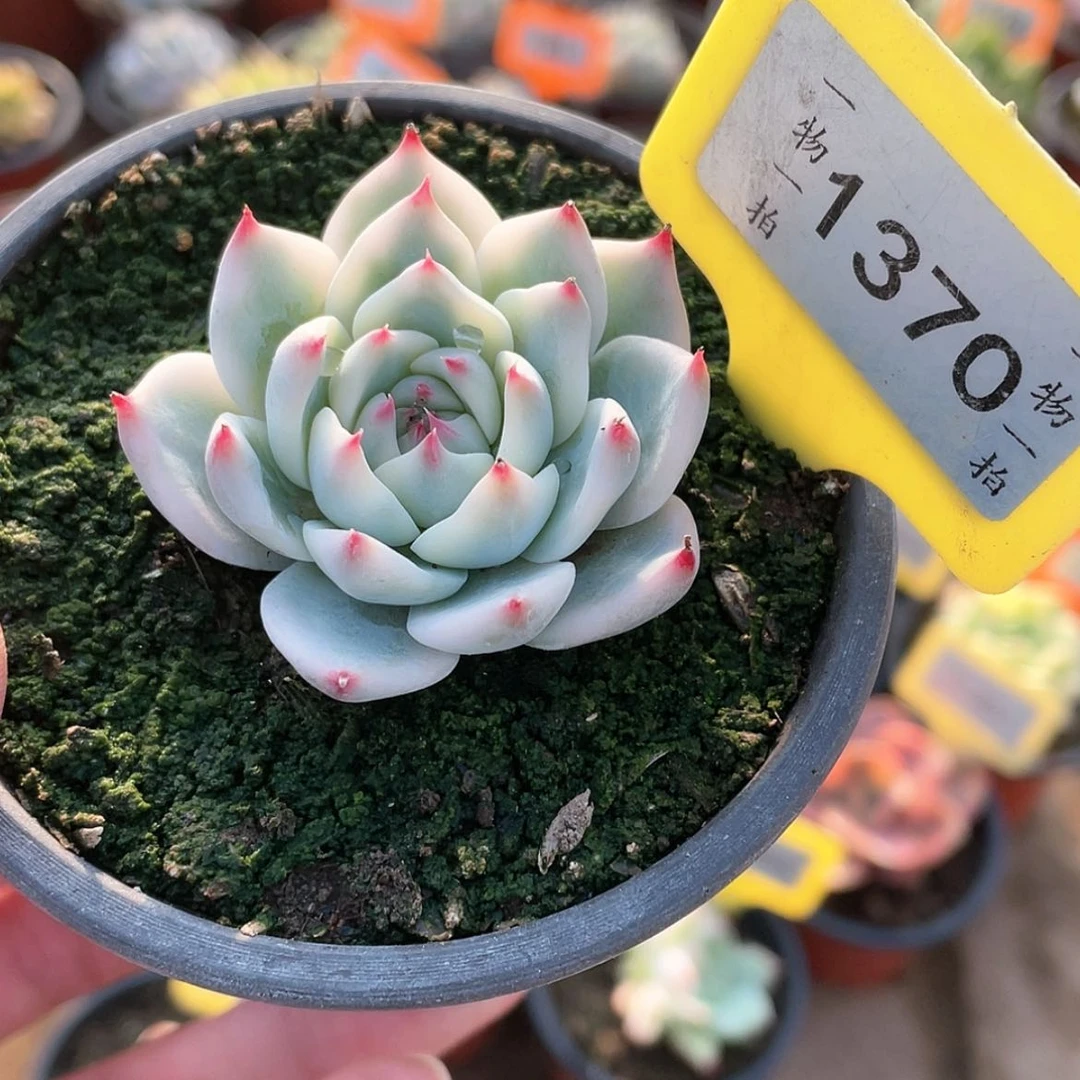 【闪购商品】1370号