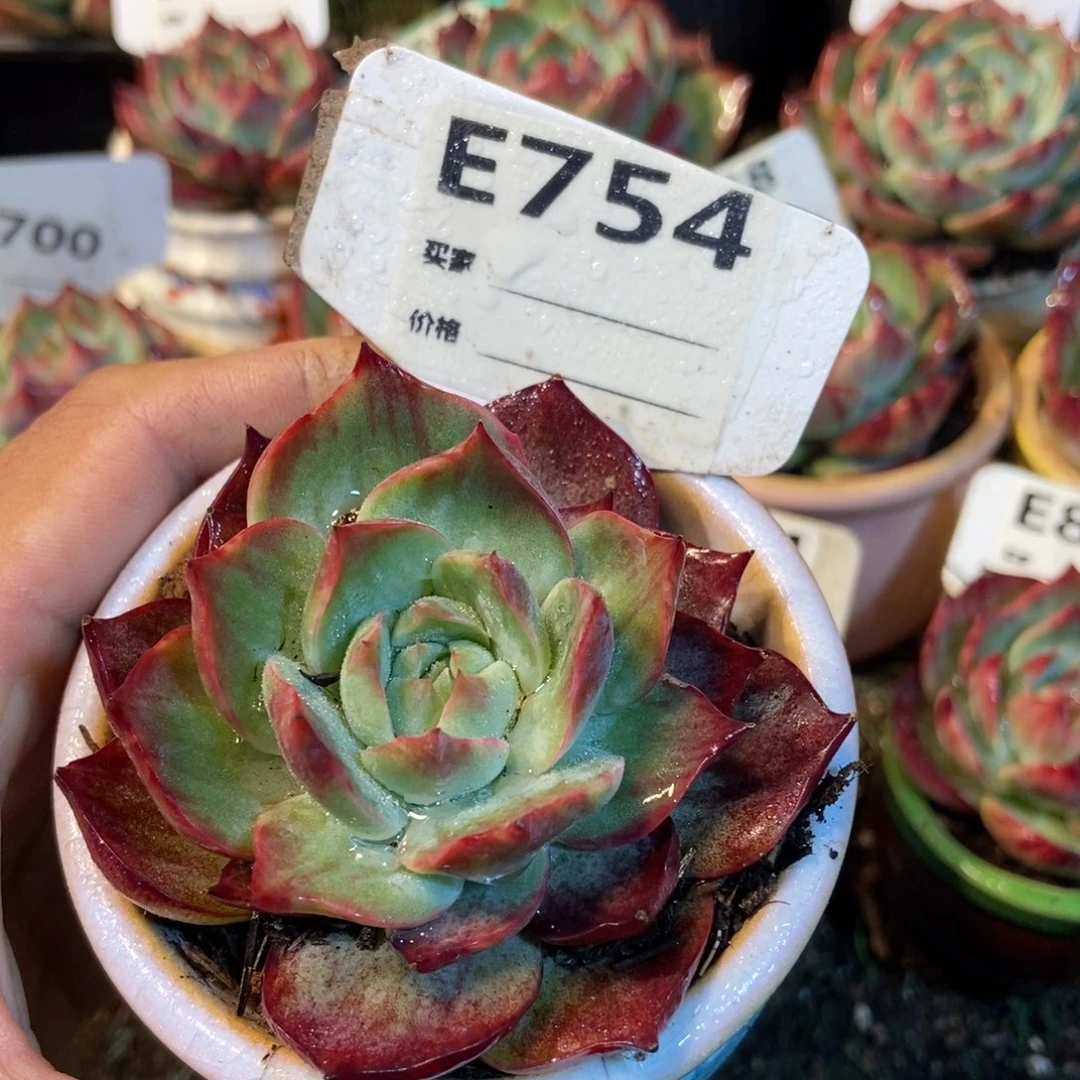 惊鸿一瞥754号楼多肉