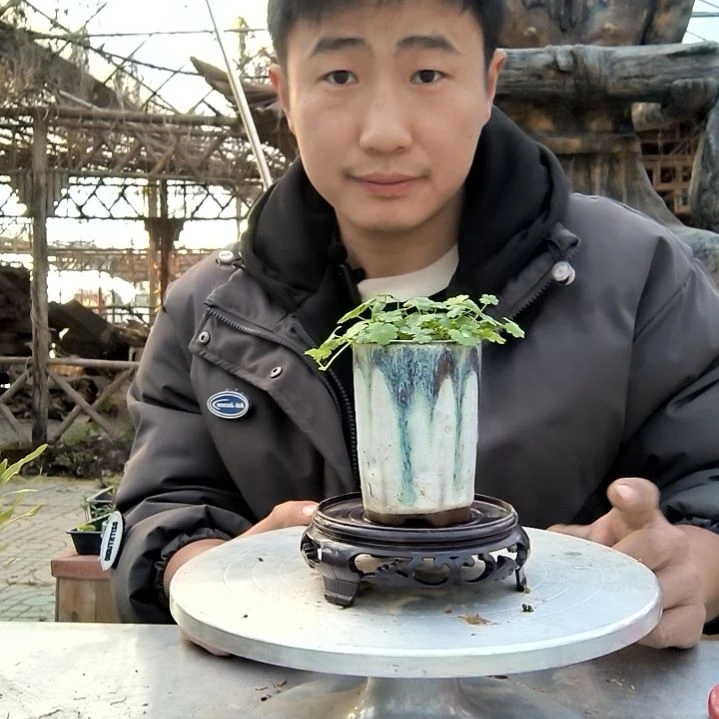 謎**e小盆景小植物一物一拍90