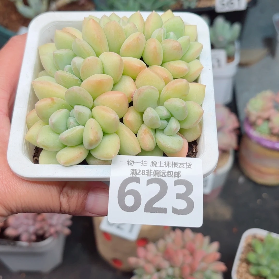 泡泡糖整群无盆土发货
