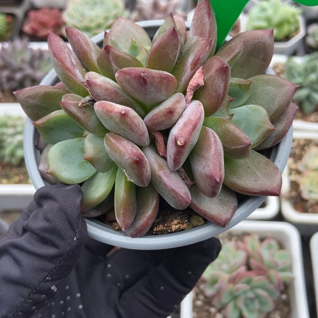 819夜魔侠多肉植物