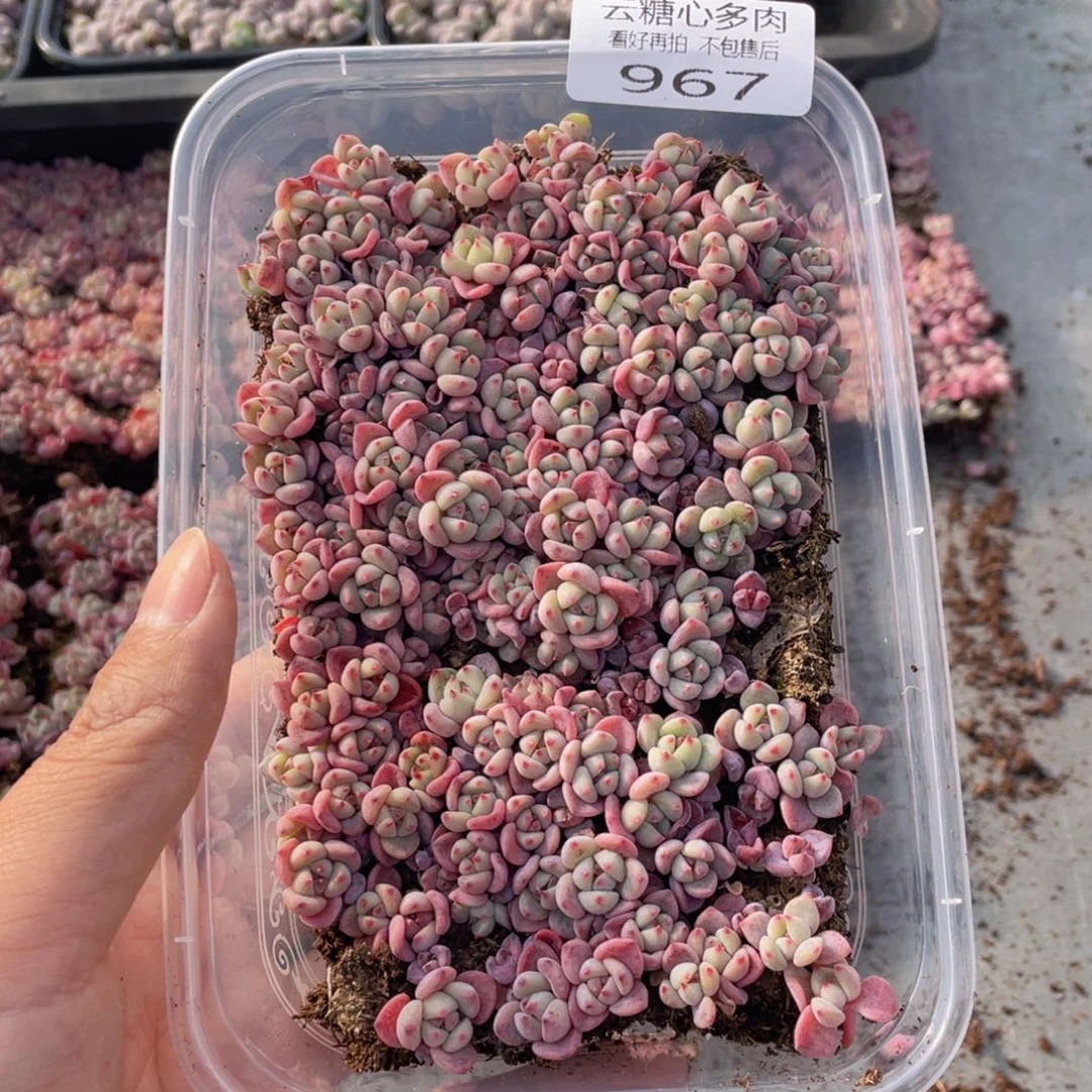 云糖心多肉植物967