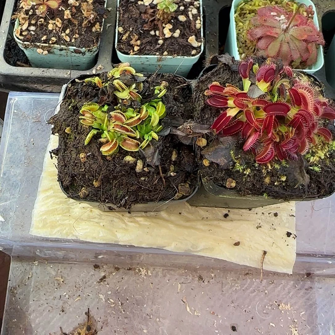 无花朵紫巫师和大嘴